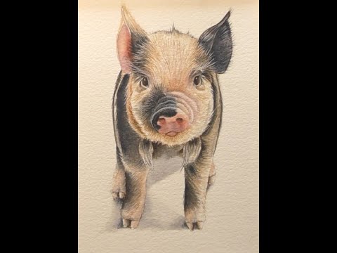 How to Paint a Realistic Pig in Watercolor