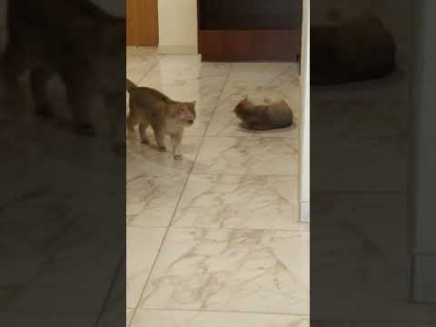 Wedding of cats - maybe it's love? Свадьба у котов А может это любовь?