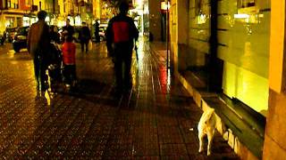 preview picture of video 'Cream shiba inu off leash in the city'