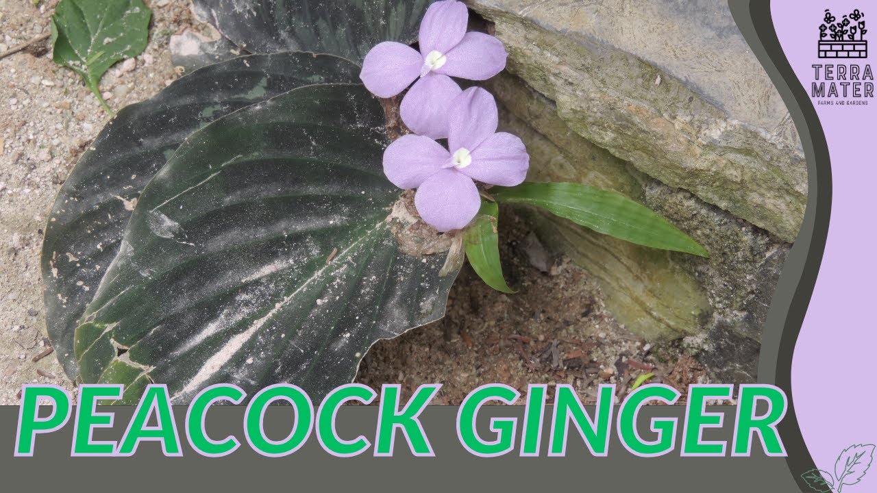 PEACOCK GINGER Information, Description & More! (Kaempferia spp.)