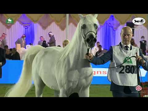 N 280 ATIUS O   King Abdulaziz Arabian Horse Center Show 2021   Stallions 7 9 Years Old Class 11