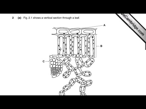Leaf Structure Internal - Exam Question Biology Fully Explained 