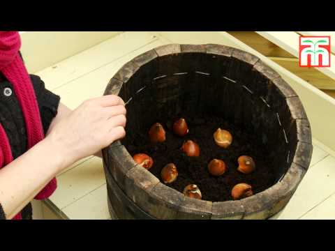 24 or 48 Mixed Giant Oriental Lily Bulbs - Second Medium