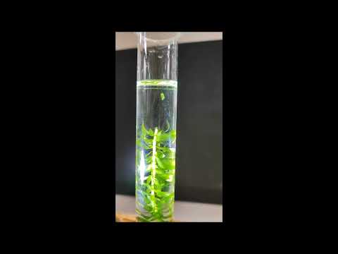 Experiment Fotosynthese Wasserpest Lichtintensität