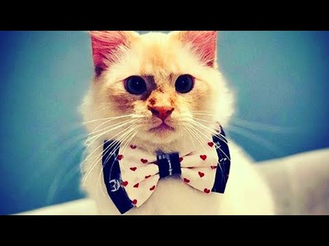 13歲的孩子如何幫助貓咪找到永久的家？ (How 13-Year-Old is Helping Cats Find Their Forever Homes)