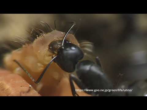 アリが蝶の幼虫に餌を与える（クロシジミとクロオオアリ）