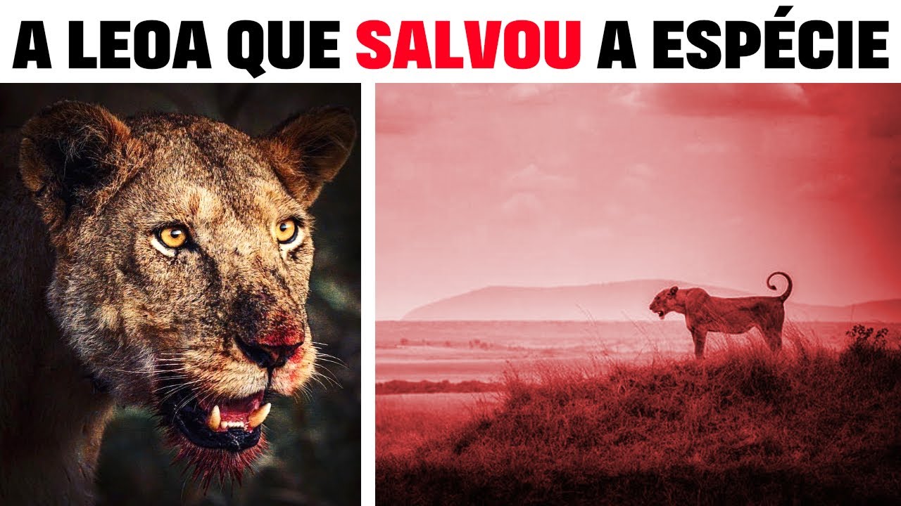 A Última Leoa de Liuwa: LADY DESAFIOU A MORTE E SALVOU A ESPÉCIE