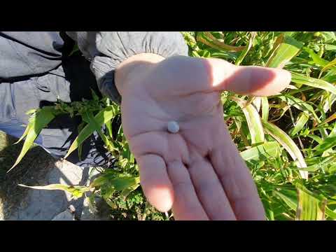 The Tears of the Virgin Mary