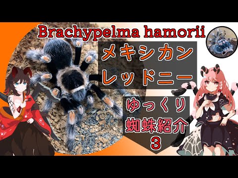 ブラキペルマ・スミティ