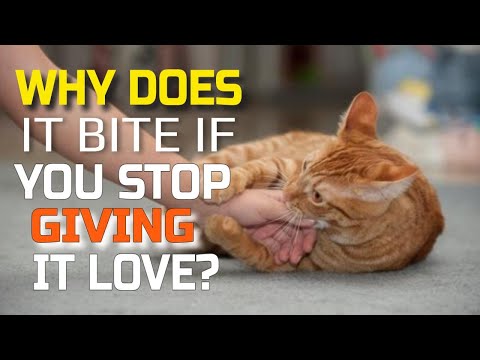 🐱WHY does your CAT BITE you When you Stop Petting it?