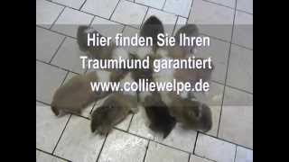 preview picture of video 'Colliewelpen ( American )  vom COLLIEHOF !'