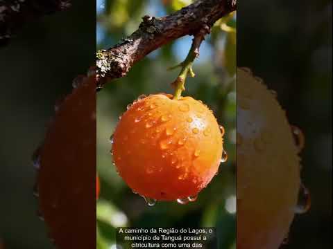 O Agro Fluminense - Episódio 3 - Laranja de Tanguá