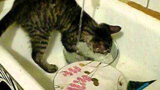 Смотреть онлайн Кот любит мыть посуду