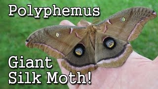 The Giant Silk Moth: Polythemus