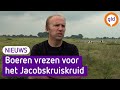 Boeren vrezen de opmars van giftig geel kruid in weidelanden