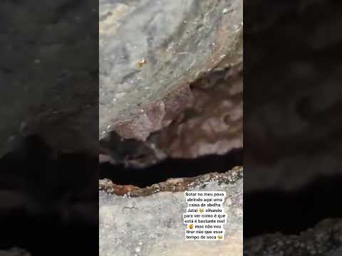 botar meu povo abrindo a caixa de abelha Jataí abelha sem ferrão em Cordeiros#bahia 🐝🐝👏