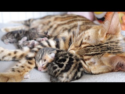 Mom cat is Still a Bit Tired After Giving Birth But ENJOYS Every Moment with her Kittens