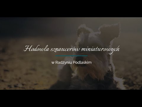 Salon Strzyżenia Psów Grzebyczek Beata Ciarkowska - video