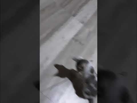 funny cat show 😺😺