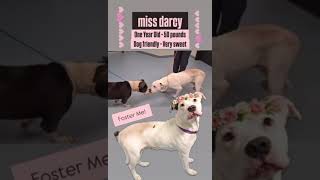 Video preview image #1 Mutt Puppy For Sale in Hillsboro, NH, USA