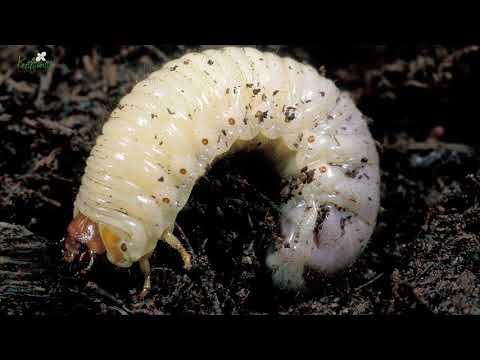 A pinworms bejuthat a női szervekbe