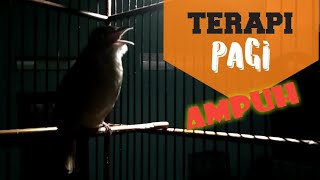 Download lagu KAPAS TEMBAK GACOR || TERAPI KAPAS TEMBAK PAGI HARI mp3