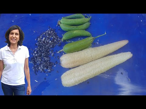 How to make luffa sponges and save luffa seeds