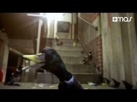 Zzebaz’s Video 103598412271 Gx1Z2AfFnio