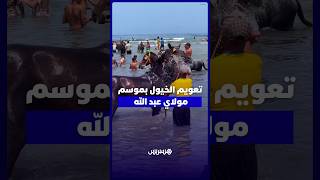 تعويم الخيول بعد يوم شاق في محرك التبوريدة بموسم مولاي عبد الله أمغار thumbnail