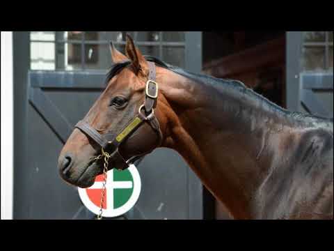 The Name Behind the Race: The Birdstone