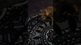 Download lagu #kucinglucu ngejailin kucing ngelamun auto girasπ mp3 Download lagu #kucinglucu ngejailin kucing ngelamun auto girasπ mp3