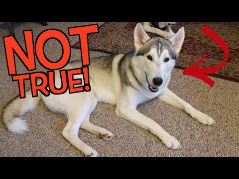 Siberian Husky Myths! (Top 5 False Facts About Siberian Huskies)