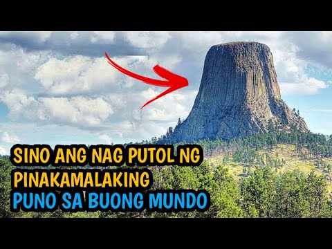Sino ang Nagputol ng Pinakamalaking Puno sa Mundo? 8 na pinakamalaking puno