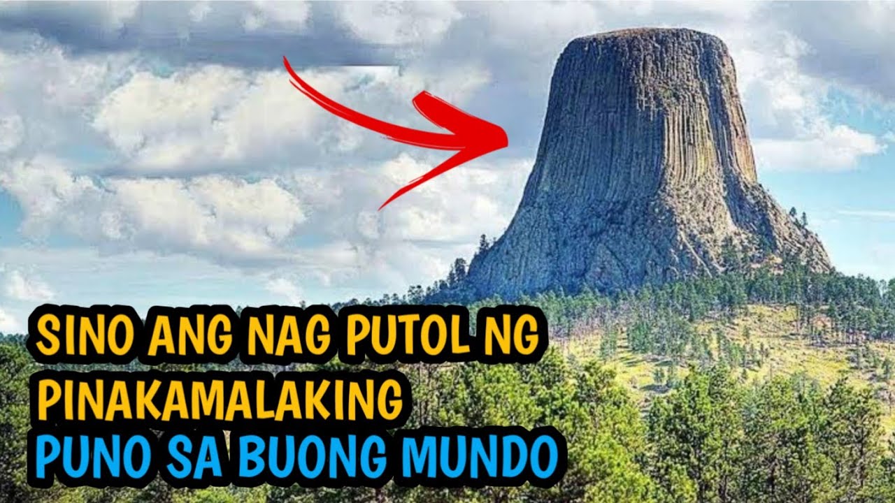 Sino ang Nagputol ng Pinakamalaking Puno sa Mundo 8 na pinakamalaking puno