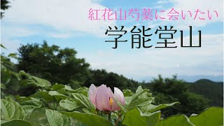 【学能堂山】紅花山芍薬に出会えました