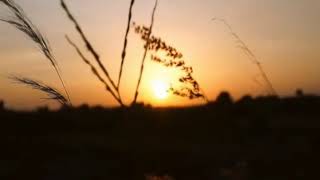 Download lagu Terapi gemericik air pleci, gelatik batu, kemade, kenari, ciblek, prenjak mp3