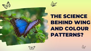 How Butterflies Utilize Wing Colors and Patterns | Evolution by Natural Selection