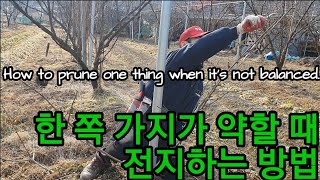가지 균형이 맞지 않을 때 복숭아 전지 하는 방법 How to prune one thing when it's…