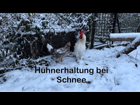 Chickens, quail & turkeys in the snow | Keeping chickens in winter | #chickenkeeping #happychickens