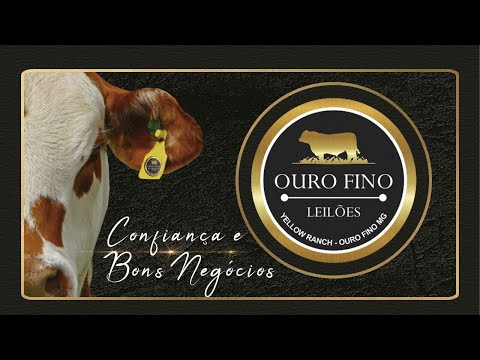 🎥 Leilão Presencial e Virtual Ouro Fino Leilões 🎬