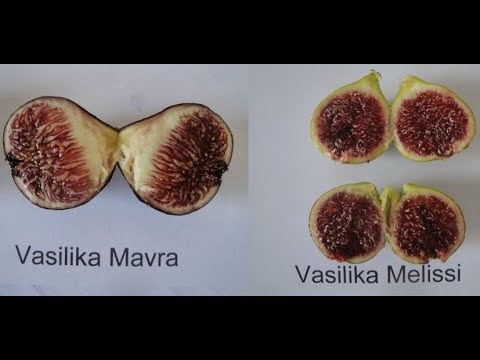 download lagu mp3 mp4 Greek White Figs, download lagu Greek White Figs gratis, unduh video klip Greek White Figs