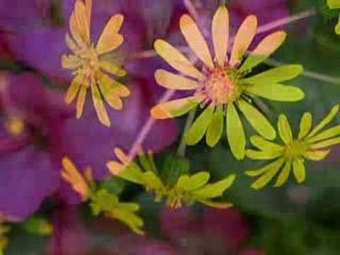 Richard Clayderman...Flowers flowers flowers