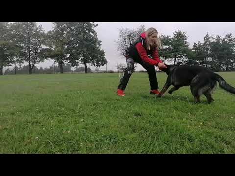 Ruby Rose Leryka -poslušnost 8/2020  (8 měsíců)