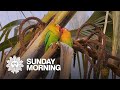 Nature: Lovebirds in Tanzania