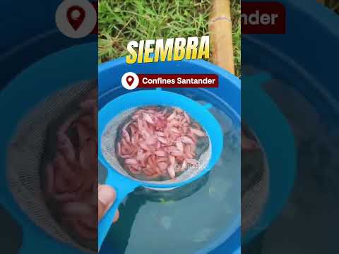 🌊🐟SIEMBRA EN📍Confines Santander #tilapia #siembra #proyectosacuicolas #simbiotica