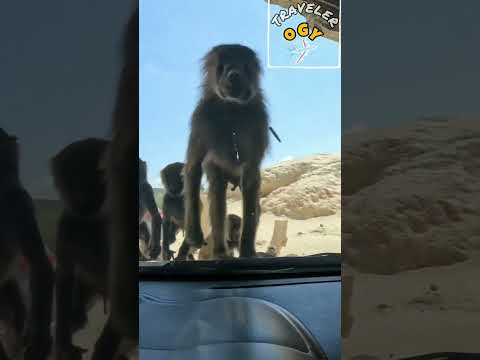 شوف القرود عملت فينا ايه هجمت علينا