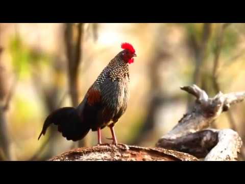 Grey Junglefowl rooster calling — Gallus sonneratii