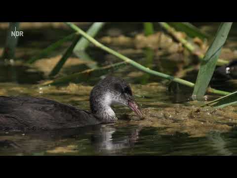 Expeditionen ins Tierreich Die Oker   Wildnis zwischen Harz