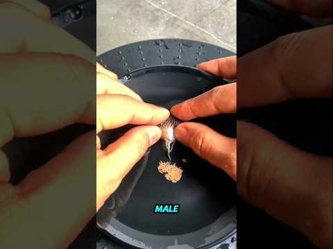 Breeding Technique for Spherical-Finned Bettas.