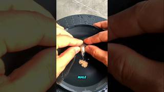 Download lagu Breeding Technique for Spherical-Finned Bettas. mp3